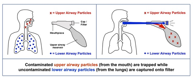 Alveolar Breath Separation and Collection Device