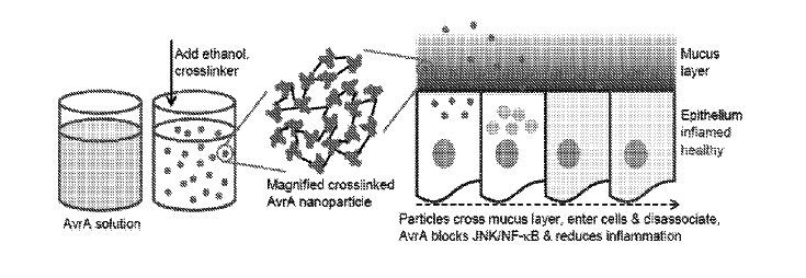 Therapeutic Protein Nanoparticles
