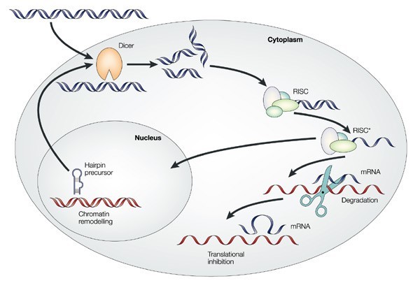 Noncoding RNA Targets for RNA Interference