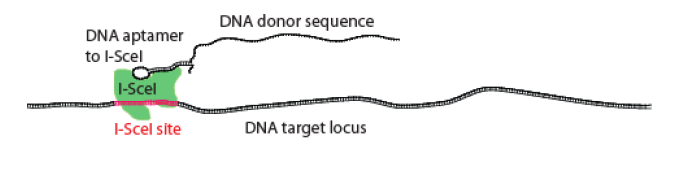 Aptamer-Driven Gene Targeting