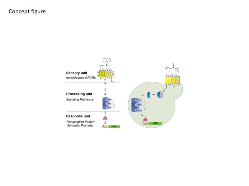 GPCR-Based Biosensors for Medium-Chain Fatty Acids