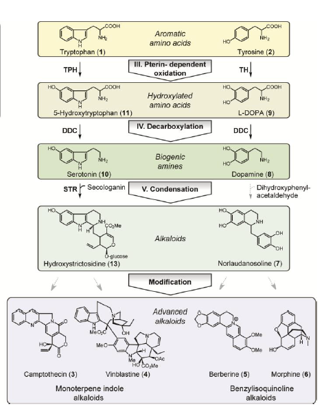 Synthesis of Alkaloids