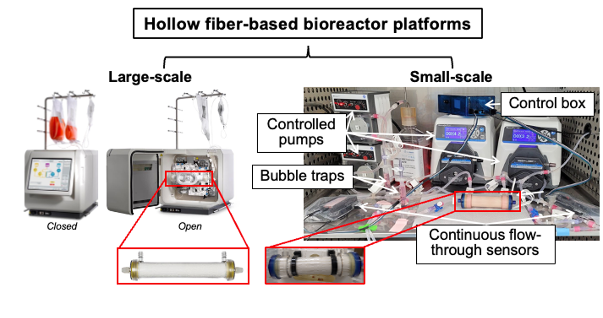 Hollow fiber-based bioreactor platforms illustration comparing large-scale and small-scale systems. Identifies small-scale system’s controlled pumps, bubble traps, control box, and continuous flow-through sensors