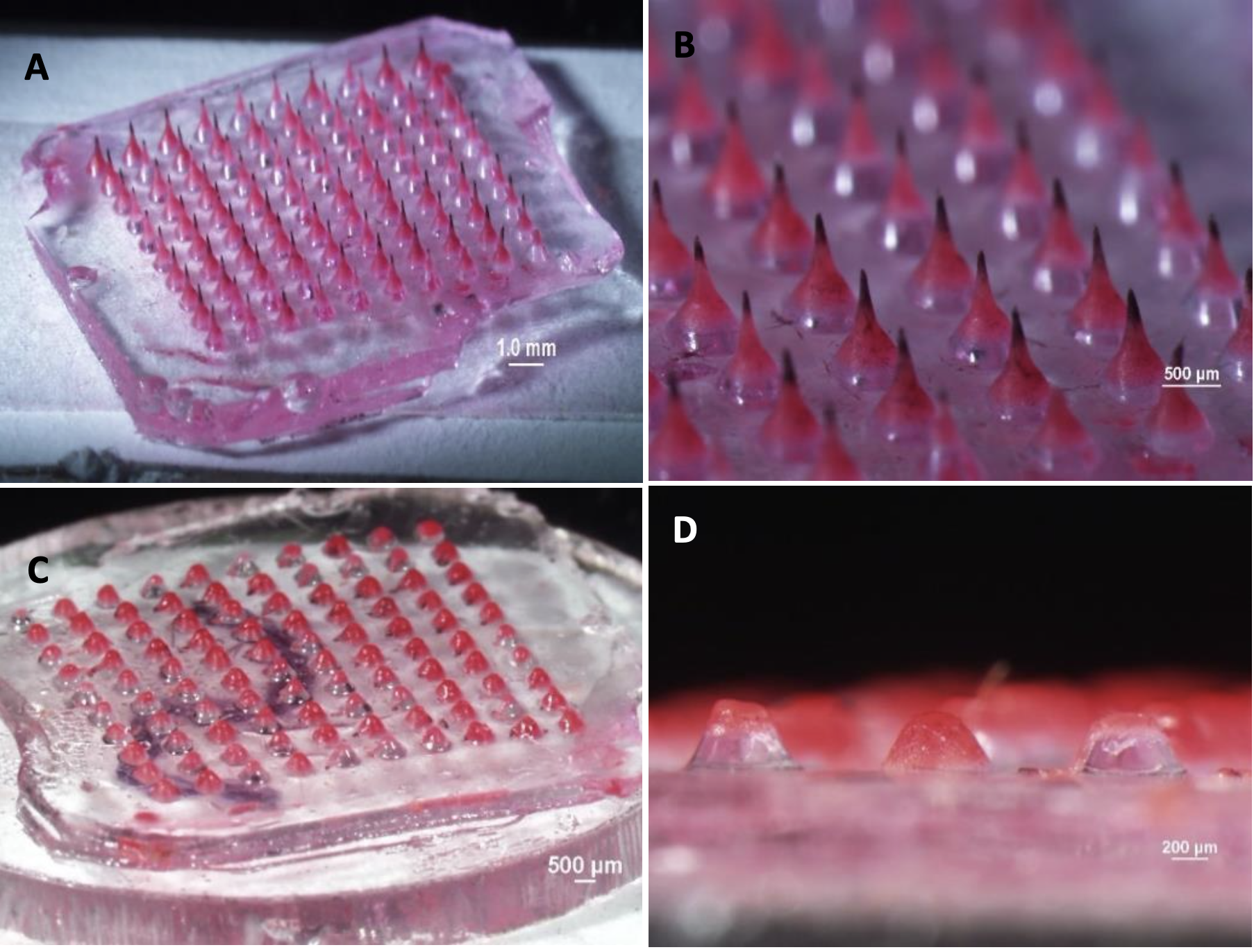A ¬– Square microneedle patch with sharply defined microneedles; B – Close-up of sharply defined microneedles; C – Square microneedle patch with rounded pedestals where microneedles have melted; D – Close-up of rounded pedestals with no microneedles.