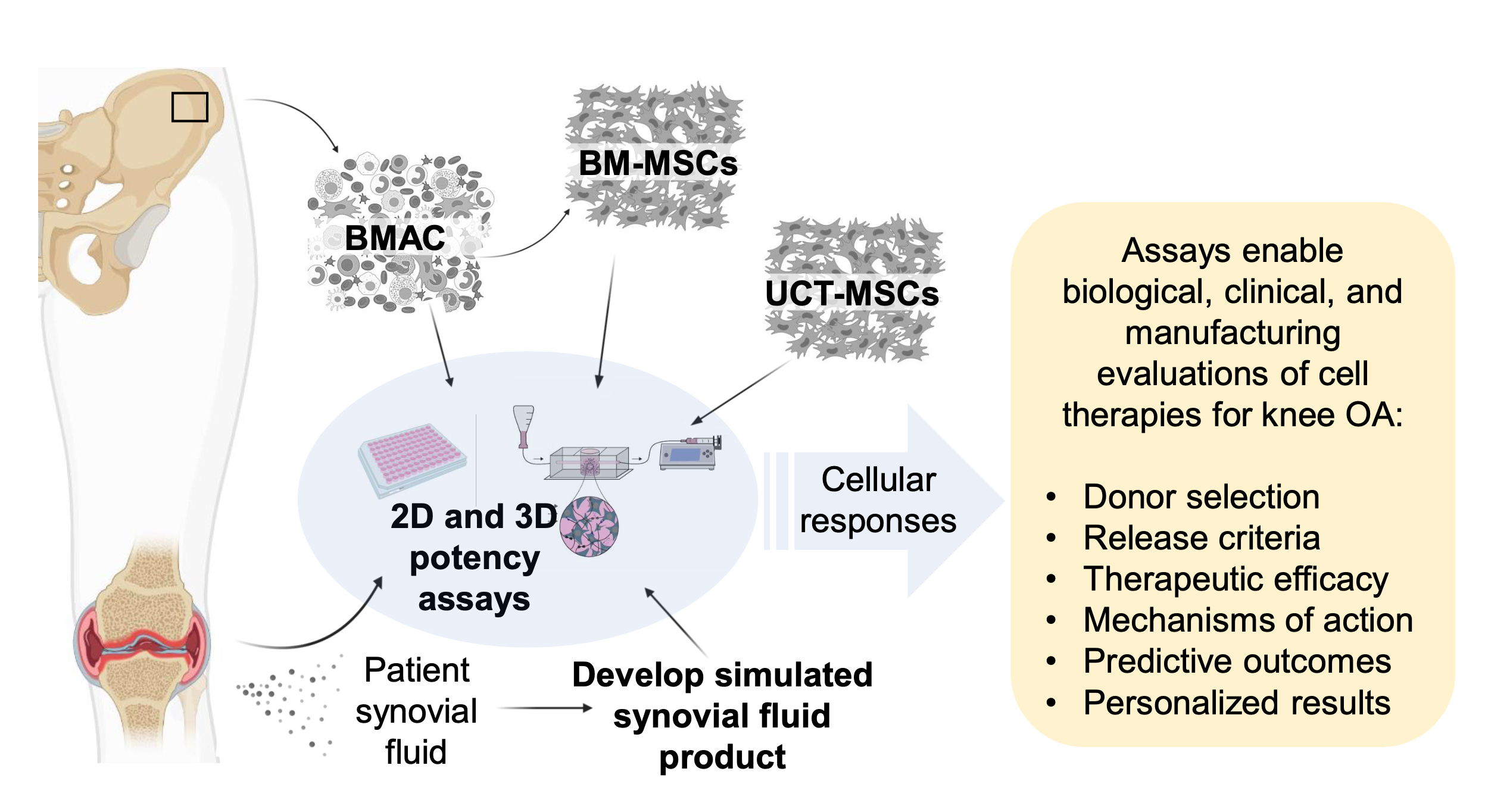 Workflow illustrates the process: “patient synovial fluid” with arrow to “develop simulated synovial fluid product” and arrow to image of “2D and 3D potency assays.” 