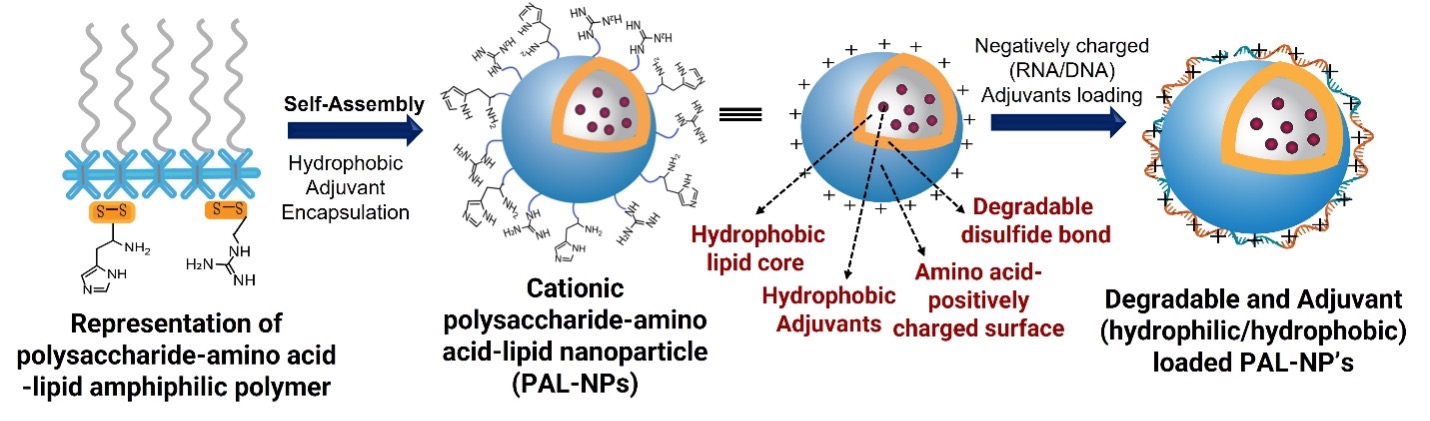 Visual graphic of the technology, Polysaccharide-Amino Acid-Lipid nanoparticle, synthesis through self-organization and hydrophobic/hydrophilic adjuvants loading