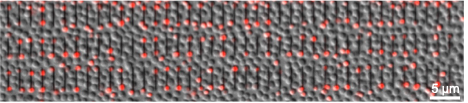Microscopy image showing a pitted gray surface with an array of small vertically aligned tips dotted with red inactivated bacteria at each end of the tips. 