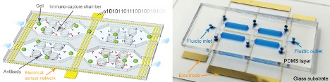 All-Electronic Immunophenotyping Device for Point-of-Care Testing