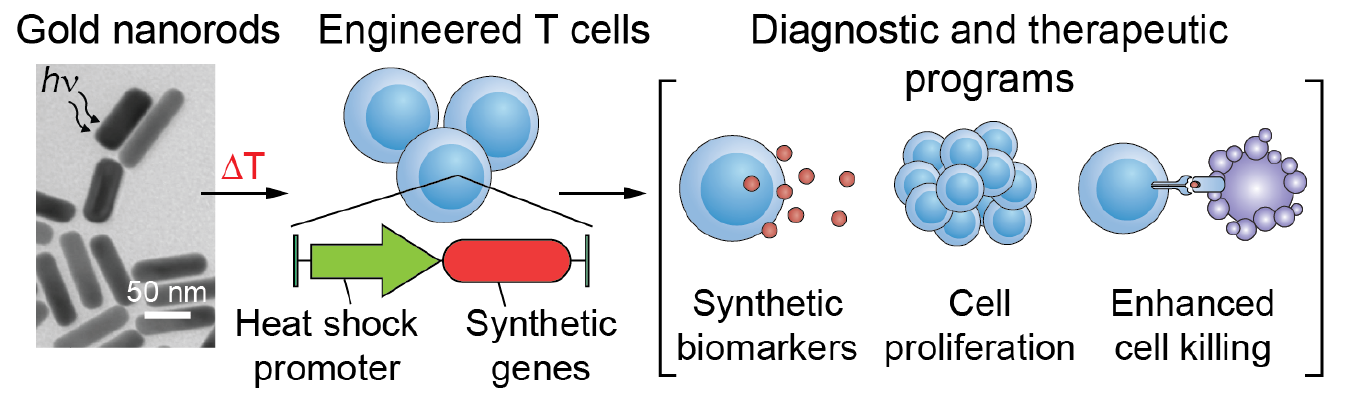 Heat-Responsive Programmable T Cells 