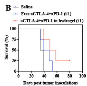 Novel Crosslinked Hydrogel Improves Efficacy and Side Effects of Cancer Treatment 