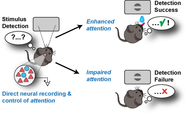 Measuring Visual Attention Deficits in Mammals