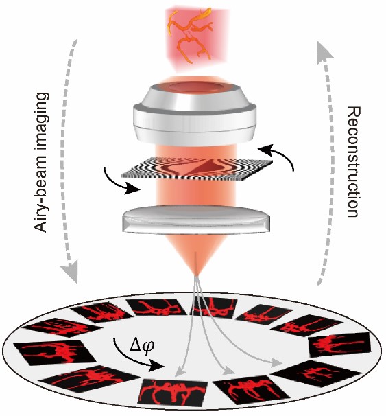 Airy-beam Tomographic Microscopy for Biological Imaging