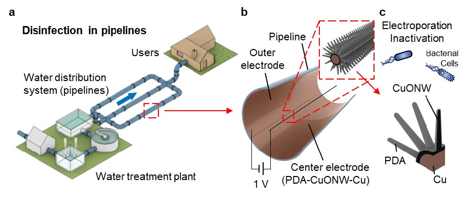 Low-Voltage Nanowire-Assisted Electroporation for Water Disinfection