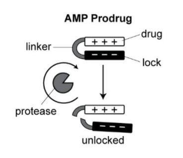 Self-Titrating Bacterial Protease-Activated Prodrug