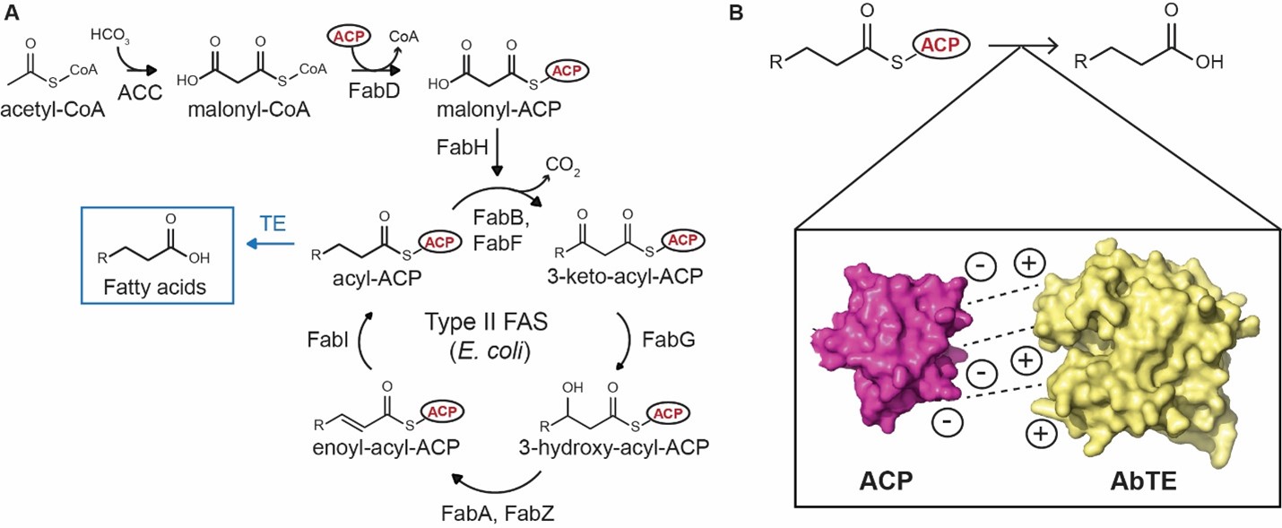 Increasing Medium-Chain Fatty Acid (MCFA) Yield in Bacterial Host with Engineered Enzyme