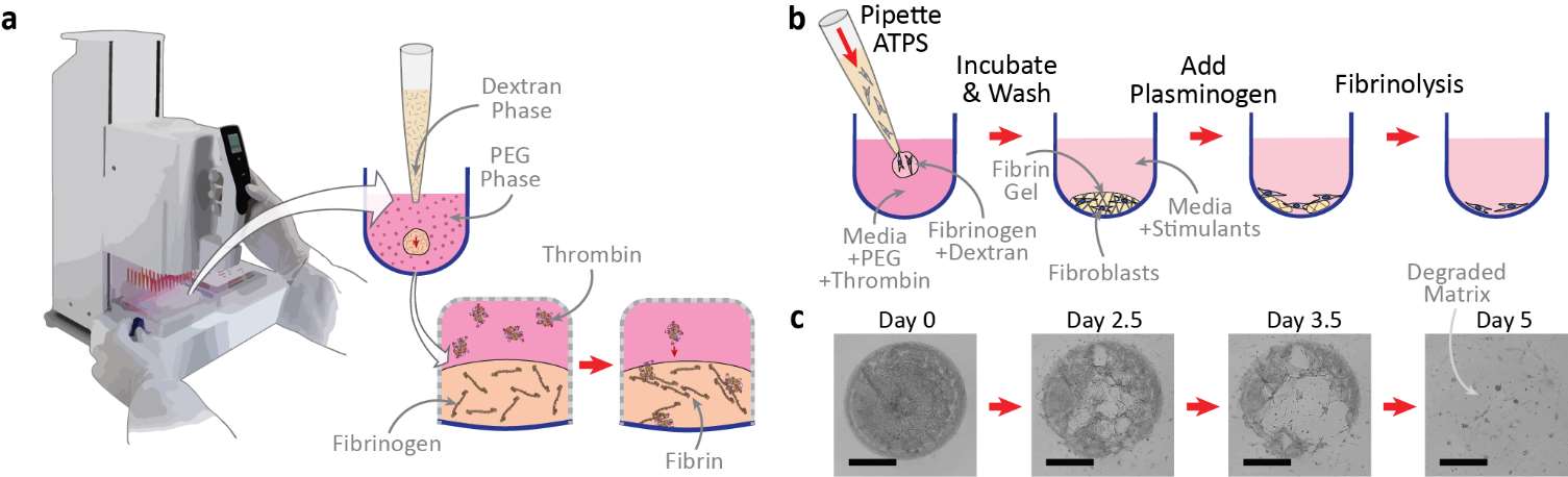 Microscale High-Throughput Phenotypic Assay for Fibrosis