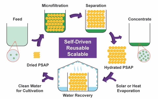 Self-Driven, Reusable, Scalable Technique for Harvesting Microalgae with Porous Superabsorbent Polymer 