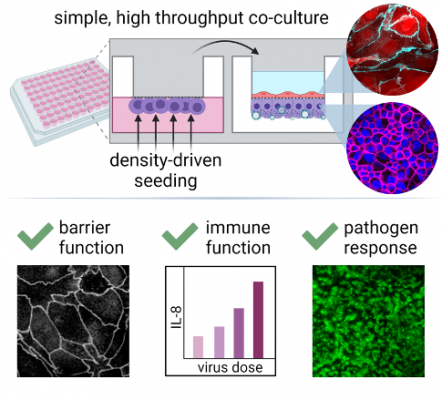 Scalable, Low-Cost, Inversion-Free Method of Enabling Automated Underside Cell Seeding 