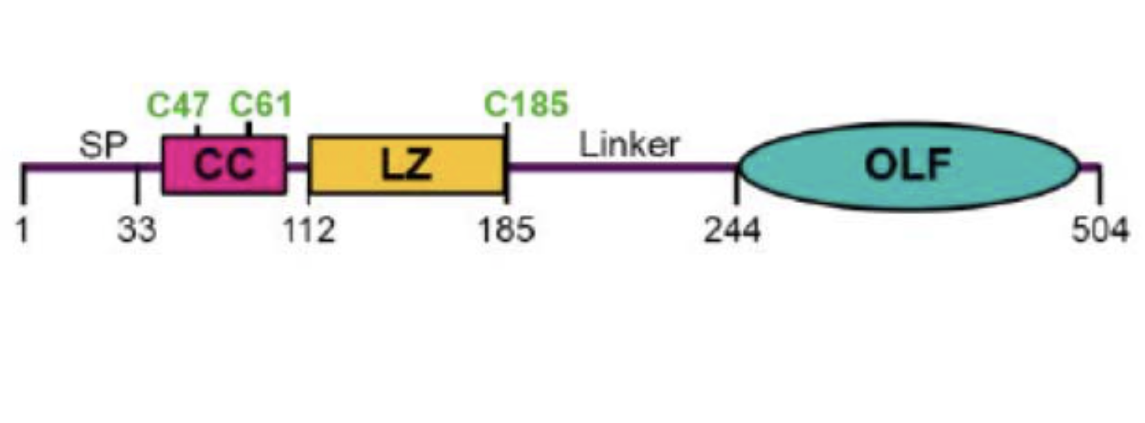 Recombinant Antibodies for Exclusive Detection of Glaucoma-Associated Myocilin