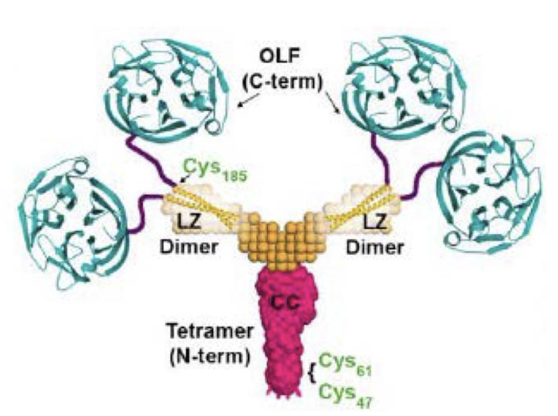 Recombinant Antibodies for Exclusive Detection of Glaucoma-Associated Myocilin