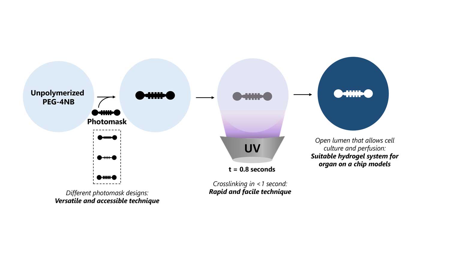 Efficiently Generating Complex Hydrogel Structures for Tissue/Organ-on-a-Chip Models