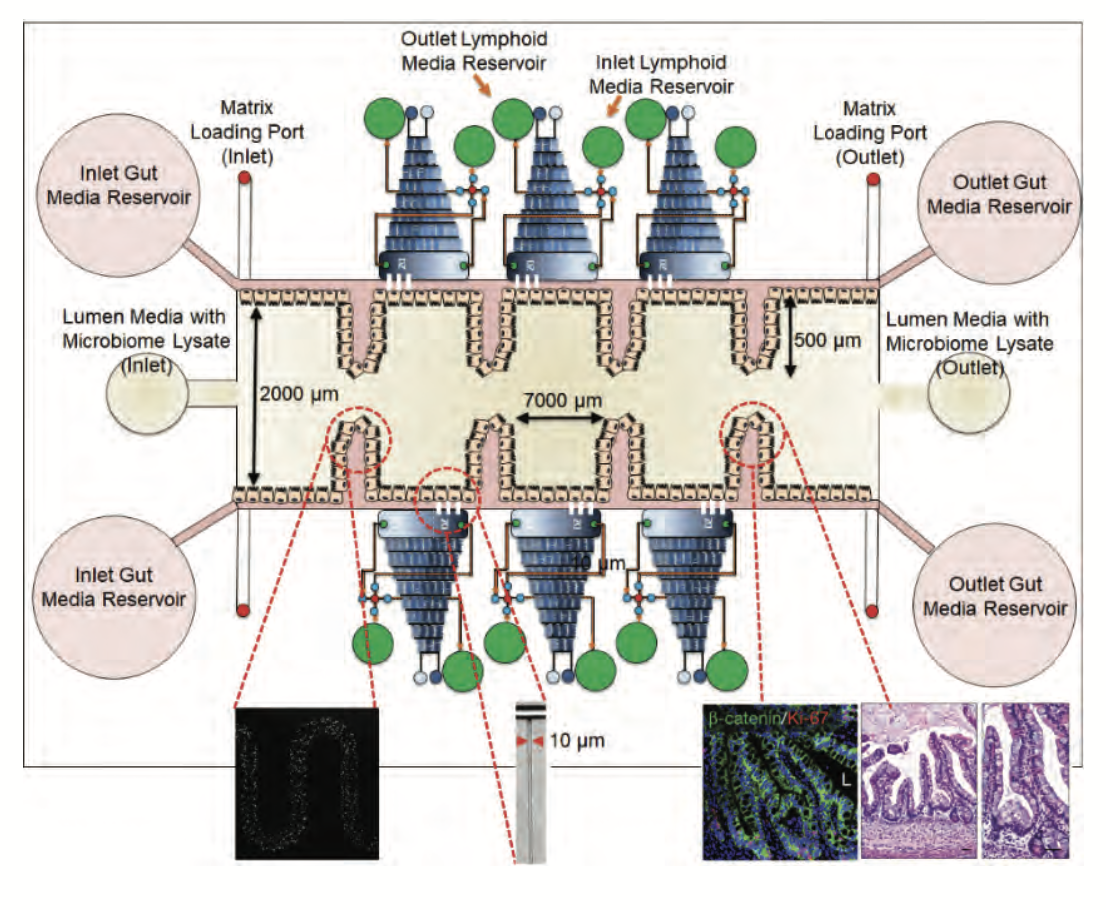 Efficiently Generating Complex Hydrogel Structures for Tissue/Organ-on-a-Chip Models