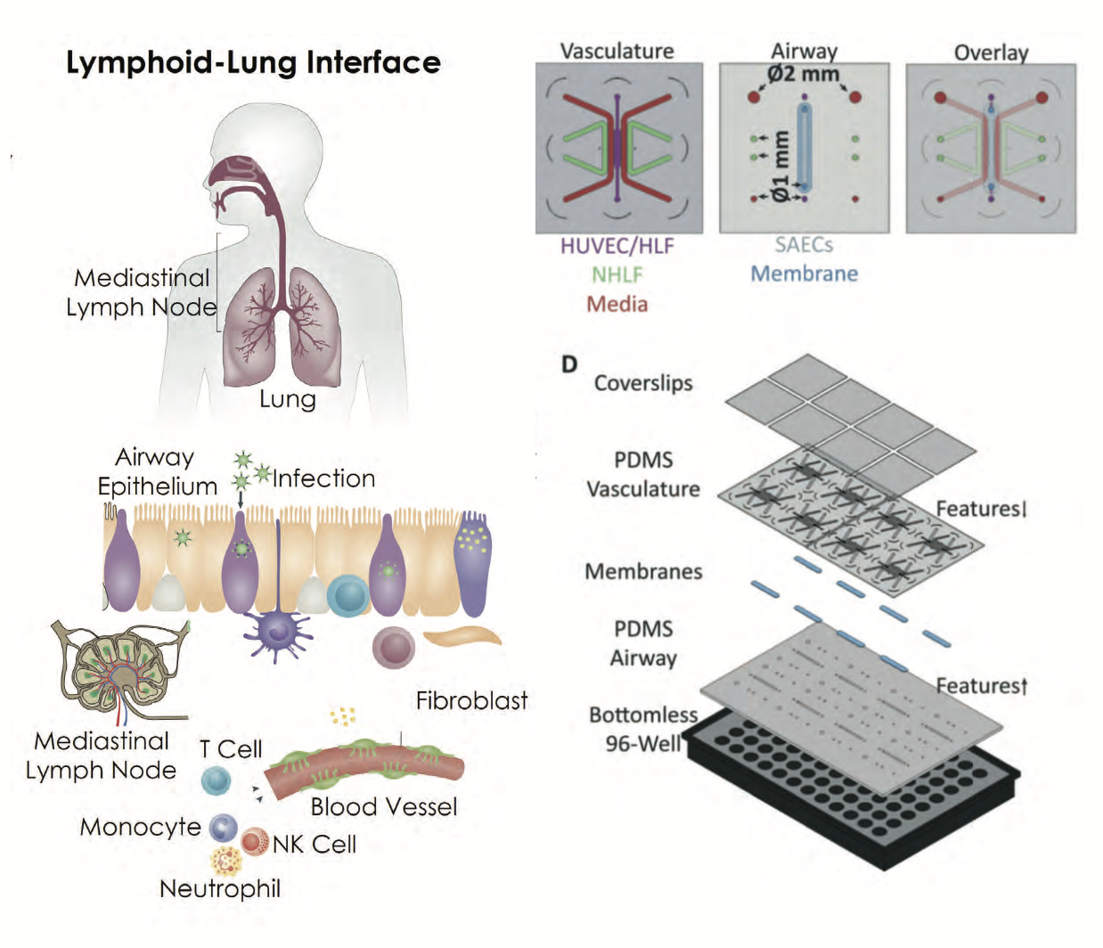 Efficiently Generating Complex Hydrogel Structures for Tissue/Organ-on-a-Chip Models