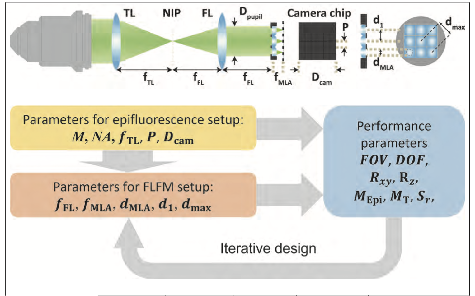 Fourier Light-Field Microscope for Fast, Volumetric, and High-Resolution Imaging of Entire Organoids