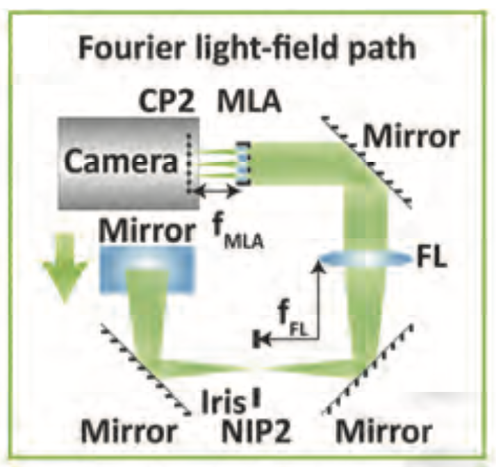 Fourier Light-Field Microscope for Fast, Volumetric, and High-Resolution Imaging of Entire Organoids