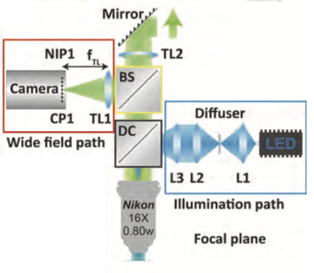 Fourier Light-Field Microscope for Fast, Volumetric, and High-Resolution Imaging of Entire Organoids