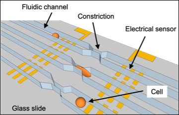 Scalable Microfluidic Device with Multiple Constriction Channels for High-Throughput Mechanophenotyping