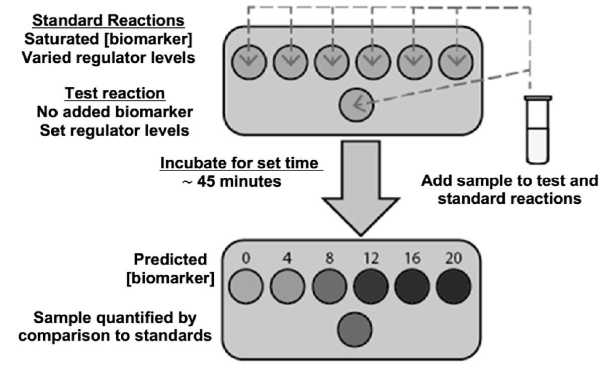 Cell-free Biosensors to Detect Creatinine, Creatine, and Sarcosine