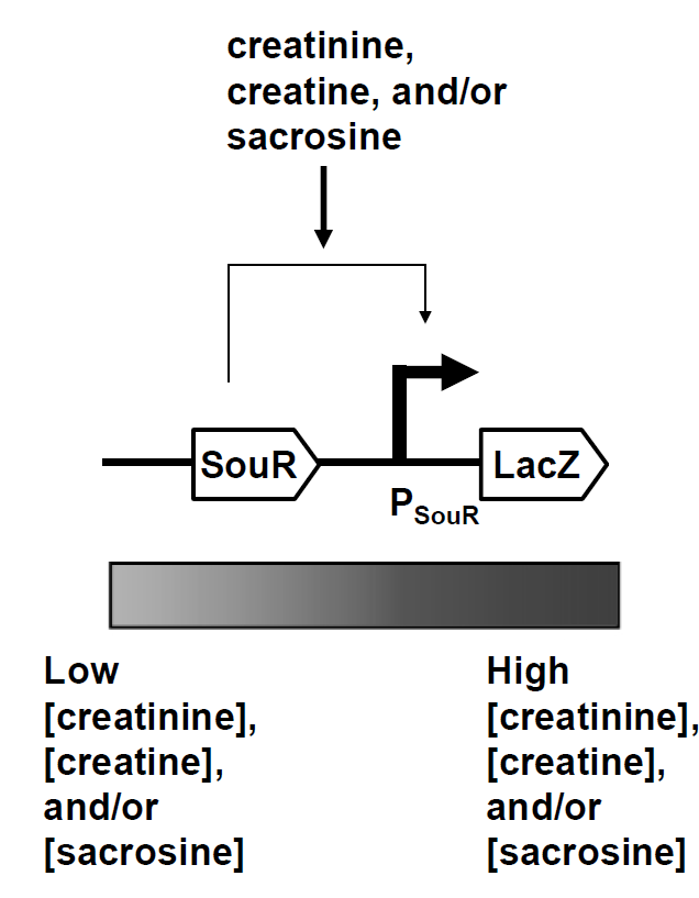 Cell-free Biosensors to Detect Creatinine, Creatine, and Sarcosine