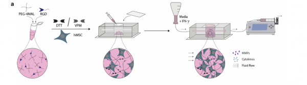 High-Throughput MSC Potency Assay to Bring Feasibility to Immune/Inflammatory Therapeutics