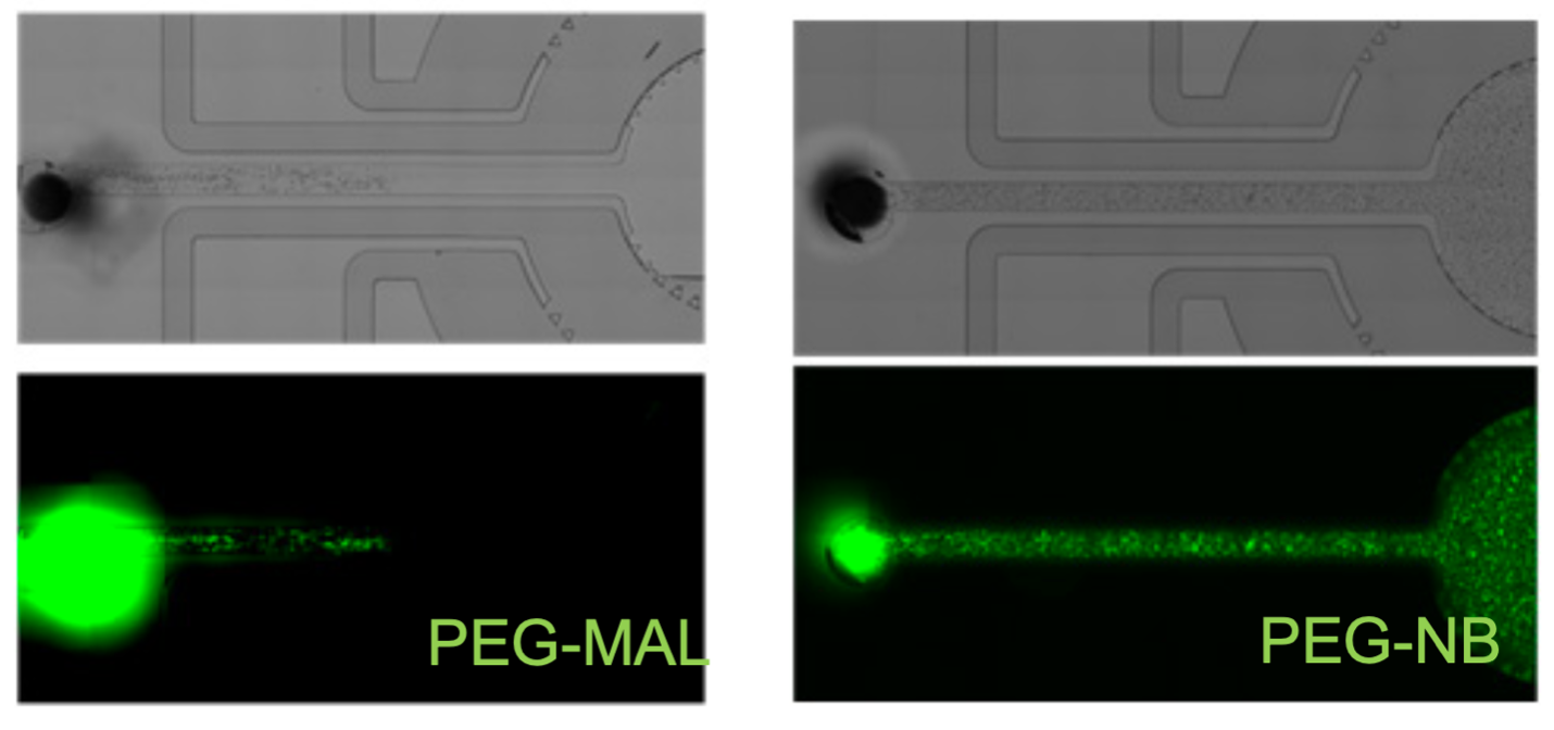 Upper images show channels of microfluidic device with partially injected PEG-MAL and complete PEG-NB. Lower images show green cell patterning and injectability on a black background with PEG-MAL only partially extending and PEG-NB fully extended.