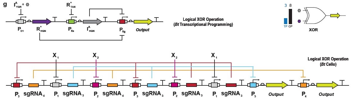 Top image has 3 operator-promoters (P) with 2 DNA anti-repressors (arrows) in between and 1 output arrow. Bottom image has 8 operator-promoters (P) interspersed with various sgRNA rectangles and 2 output arrows separated by the 8th operator-promoter.
