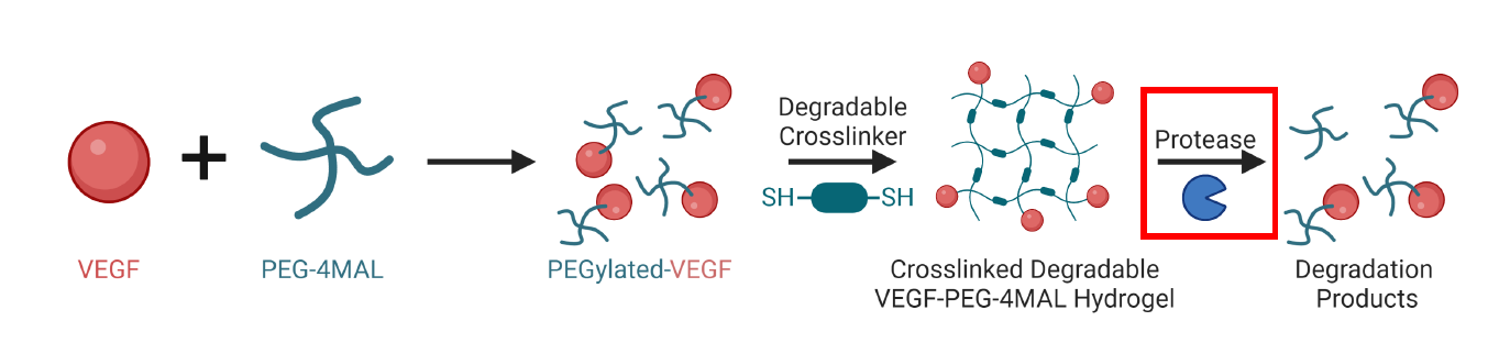 An example hydrogel delivery system:  VEGF + PEG-4MAL leads to PEGylated-VEGF which leads (via SH degradable crosslinker) to crosslinked degradable VEGF-PEG-4MAL hydrogel which leads (via protease) to degradation products.