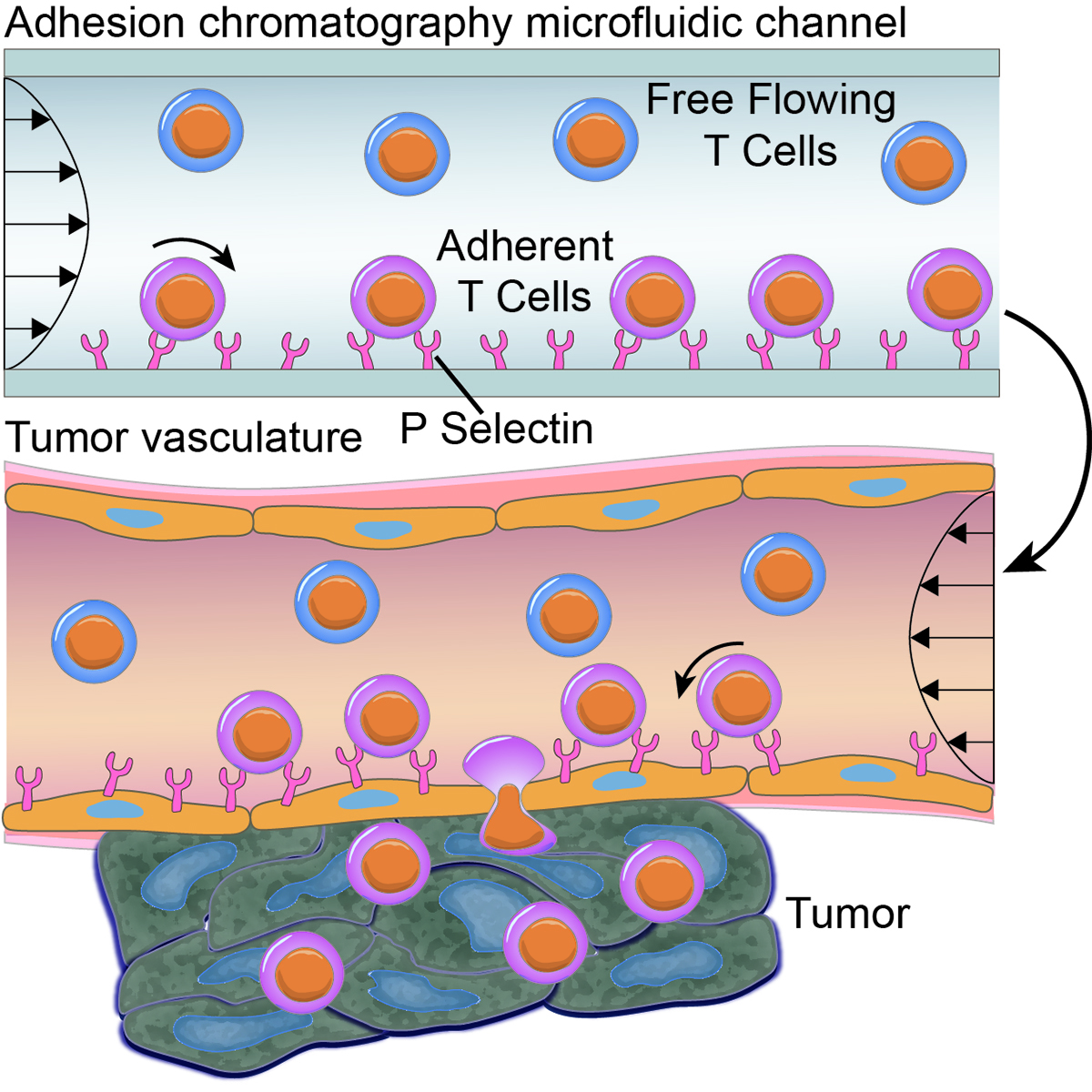 Adhesion chromatography microfluidic channel shows adherent T cells rotating beneath the free-flowing T cells through the P Selectin to the tumor vasculature.