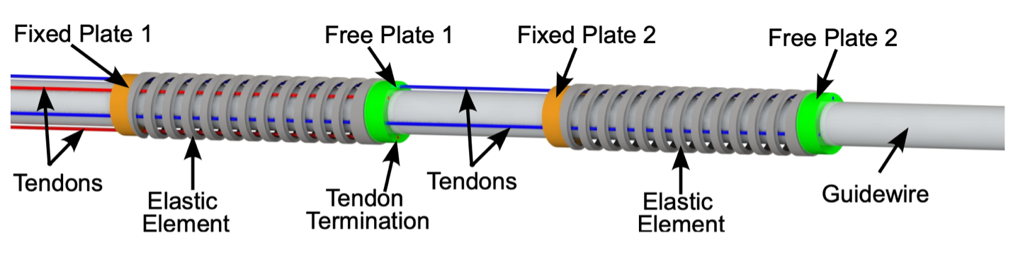 Rod with 2 springs, each with an orange left-end fixed plate and a green right-end free plate. 2 blue tendons run from the left end of the rod beneath the springs to the 2nd green plate. 2 red tendons start at the same spot but end at the 1st green plate.