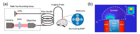 (a) A diagram of the fiber-based imaging probe to measure quantitative phase via table-top recording setup, fiber bundle, and imaging probe with GRIN lens and MMF. (b) Visual representation of the epi-illumination geometry including the GRIN lens and MMF.