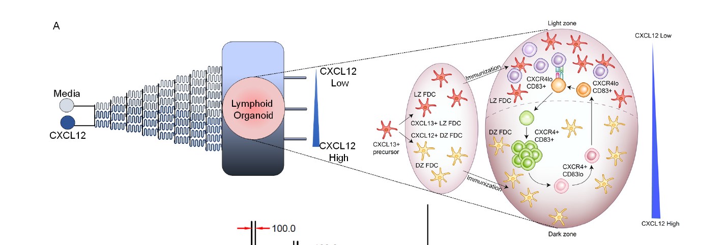 Schematic of the lymphocyte-encapsulated tissues with switchable gradients in organ-on-chip exhibiting device design and underlying biology.