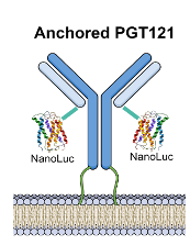 Y-shaped PGT121 attached to a bar-shaped membrane via an encoded GPI anchor, depicted as tendrils at the bottom of the “Y” and embedded in membrane. 