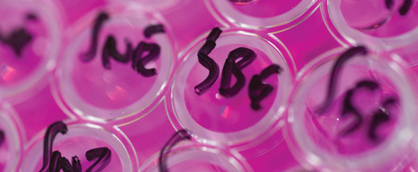 Pink samples tray from bioengineering and bioscience lab