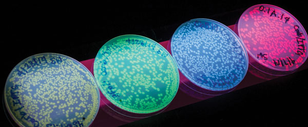 Four petri dishes with phosphorescent dye that can highlight cancer cells.