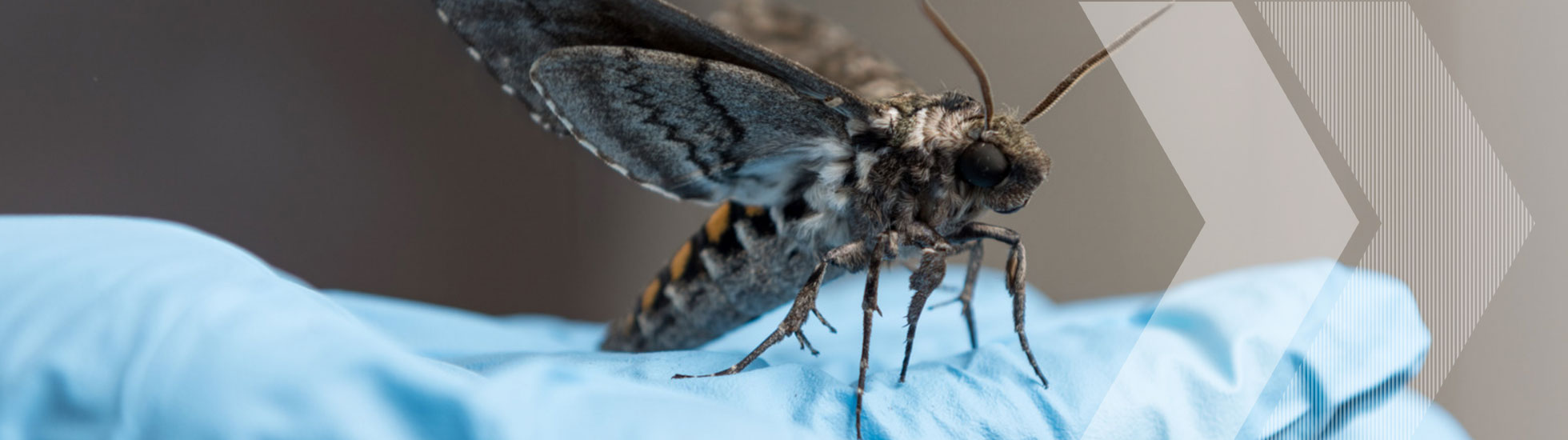 Hawk moth on a blue glove in Simon Sponberg's lab